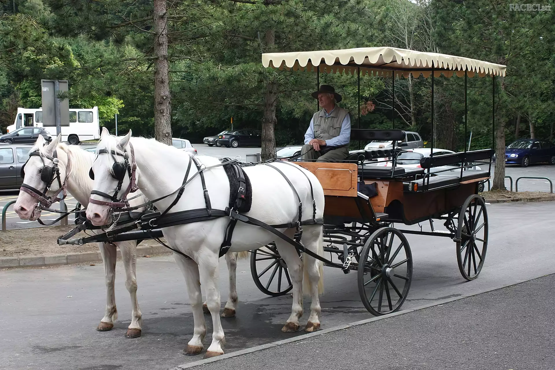 Koniki, Bryczka, Dwa, Mężczyzna